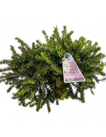 ERICA DARLEYENSIS DUE COLORI ROSSO\BIANCO V 11 cm
