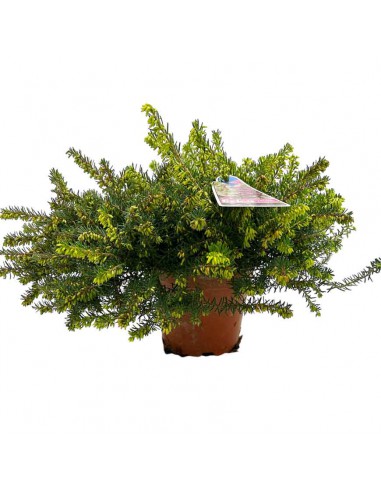 ERICA DARLEYENSIS DUE COLORI ROSSO\BIANCO V 11 cm