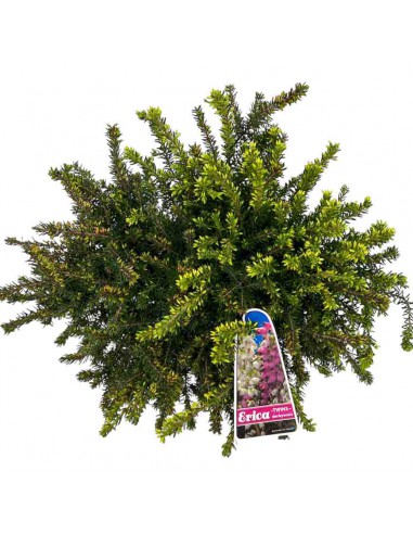 ERICA DARLEYENSIS DUE COLORI ROSSO\BIANCO V 11 cm