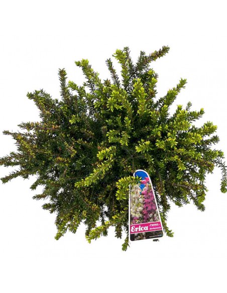 ERICA DARLEYENSIS DUE COLORI ROSSO\BIANCO V 11 cm