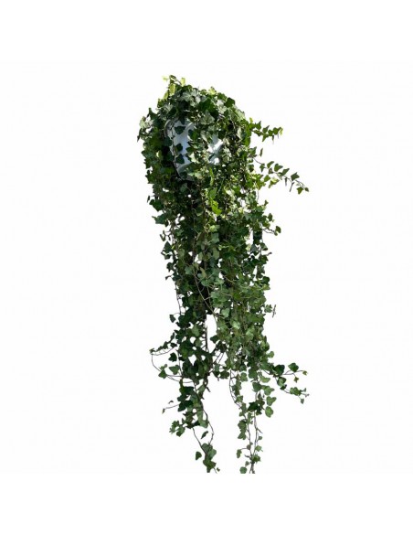 EDERA HELIX 'WONDER' Basket diametro vaso 24 cm