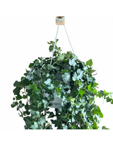 EDERA HELIX 'WONDER' Basket diametro vaso 24 cm