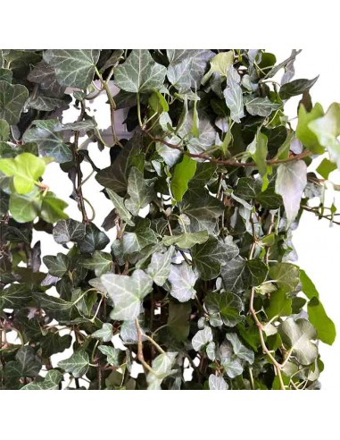 EDERA HELIX 'WONDER' Basket diametro vaso 24 cm