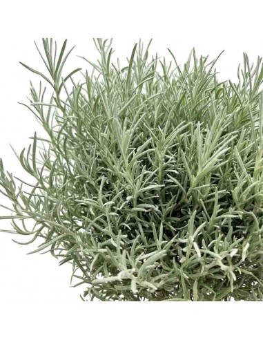 PIANTA DI ELCRISIO Foglie aghiformi verdi e profumate
