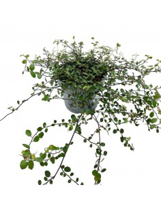 MUEHLENBECKIA COMPLEXA MAO'RI Vaso 12 cm