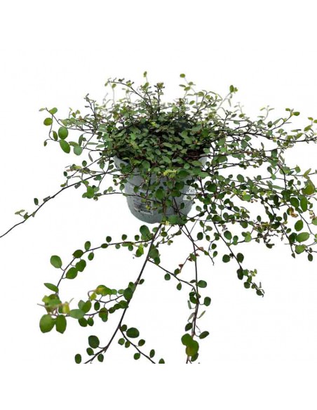 MUEHLENBECKIA COMPLEXA MAO'RI Vaso 12 cm