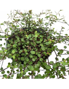 MUEHLENBECKIA COMPLEXA MAO'RI Vaso 12 cm 2