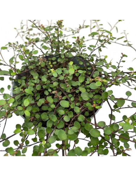 MUEHLENBECKIA COMPLEXA MAO'RI Vaso 12 cm