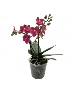 ORCHIDEA PHALAENOPSIS "DIFFUSION" PERFUME V. 12