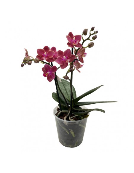 ORCHIDEA PHALAENOPSIS "DIFFUSION" PERFUME V. 12