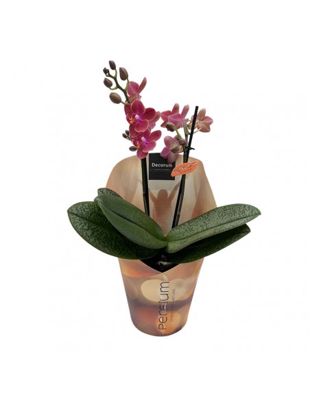 ORCHIDEA PHALAENOPSIS "DIFFUSION" PERFUME V. 12