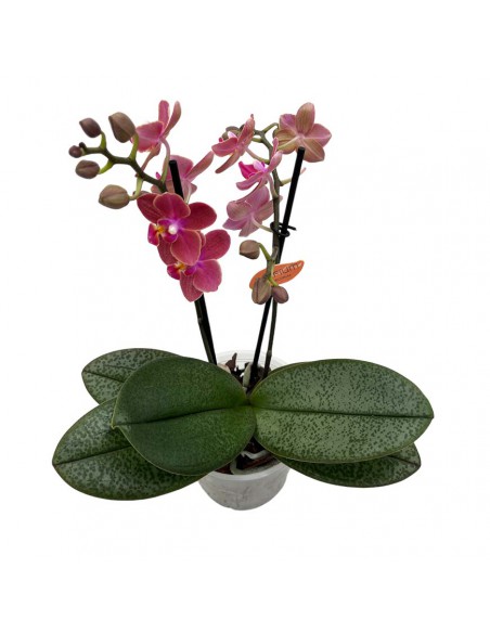 ORCHIDEA PHALAENOPSIS "DIFFUSION" PERFUME V. 12