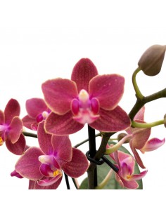 ORCHIDEA PHALAENOPSIS "DIFFUSION" PERFUME V. 12 2
