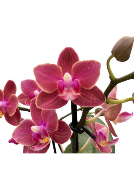 ORCHIDEA PHALAENOPSIS "DIFFUSION" PERFUME V. 12