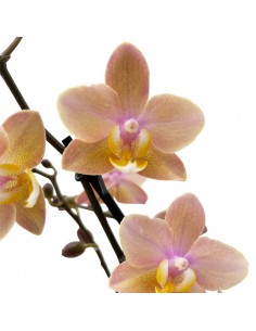 ORCHIDEA PHALAENOPSIS "SCENTION" PERFUME V. 12 cm