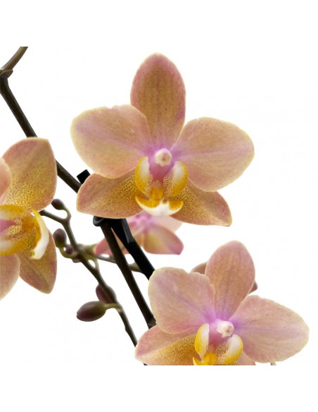 ORCHIDEA PHALAENOPSIS "SCENTION" PERFUME V. 12 cm