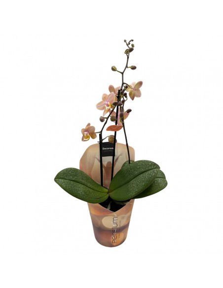 ORCHIDEA PHALAENOPSIS "SCENTION" PERFUME V. 12 cm