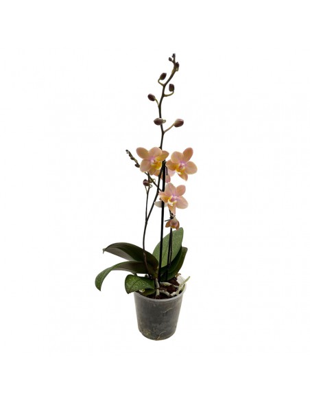 ORCHIDEA PHALAENOPSIS "SCENTION" PERFUME V. 12 cm