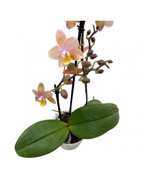 ORCHIDEA PHALAENOPSIS "SCENTION" PERFUME V. 12 cm