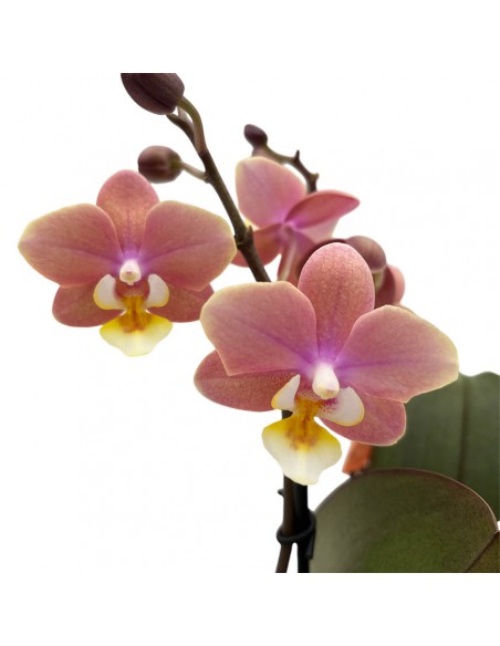 ORCHIDEA PHALAENOPSIS "MELION" ROSA PERFUME  V. 12