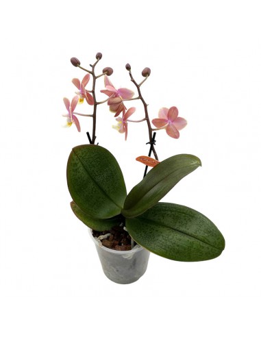 ORCHIDEA PHALAENOPSIS "MELION" ROSA PERFUME  V. 12