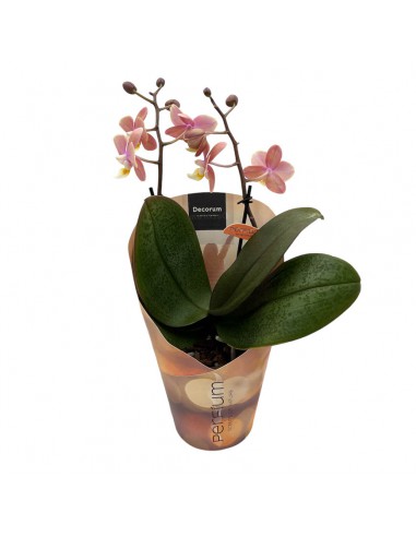 ORCHIDEA PHALAENOPSIS "MELION" ROSA PERFUME  V. 12