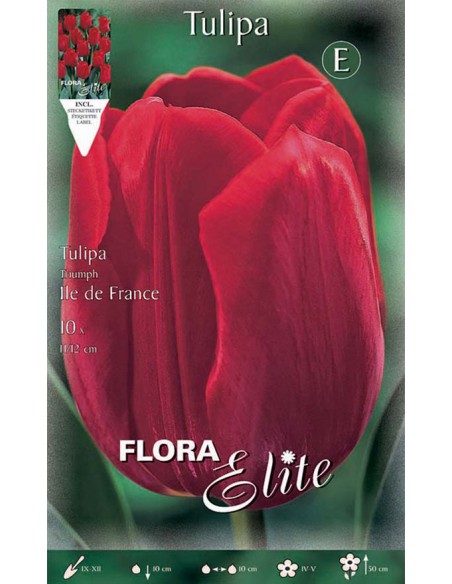 TULIPANO "ILE DE FRANCE" (triumph) 10 BULBI