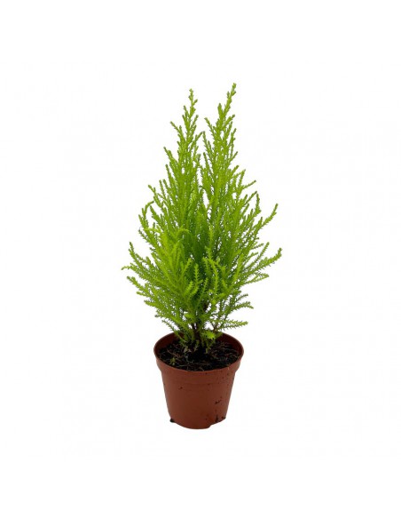Cipresso "CUPRESSUS GOLDCREST WILMA" vaso cm