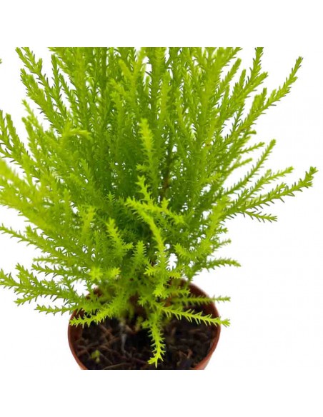 Cipresso "CUPRESSUS GOLDCREST WILMA" vaso cm