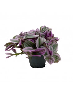 TRADESCANTIA TRICOLOR MINI Vaso 6 cm