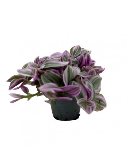 TRADESCANTIA TRICOLOR MINI Vaso 6 cm
