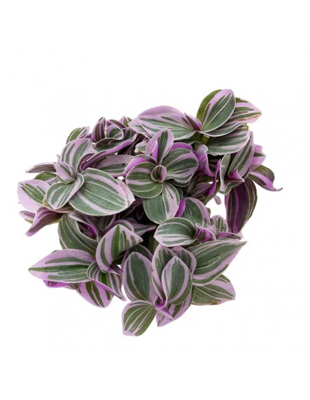 TRADESCANTIA TRICOLOR MINI Vaso 6 cm