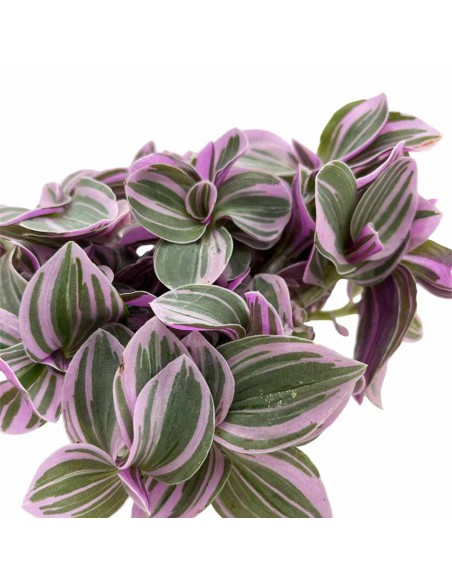 TRADESCANTIA TRICOLOR MINI Vaso 6 cm