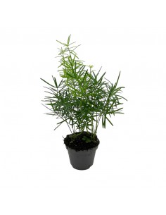 ASPARAGUS DENSIFLORUS 'SPRENGERI' Vaso 6 cm