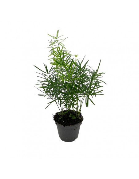 ASPARAGUS DENSIFLORUS 'SPRENGERI' Vaso 6 cm