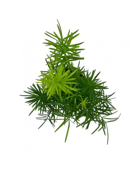 ASPARAGUS DENSIFLORUS 'SPRENGERI' Vaso 6 cm