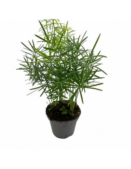 ASPARAGUS DENSIFLORUS 'SPRENGERI' Vaso 6 cm