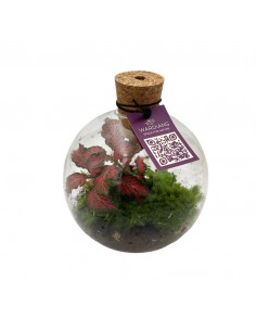 COMPOSIZIONE PIANTE TERRARIUM ORCUS VETRO