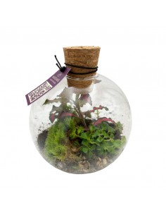 COMPOSIZIONE PIANTE TERRARIUM ORCUS VETRO 2