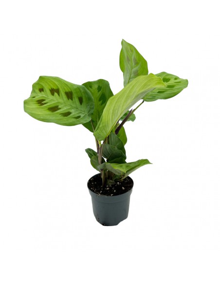 MARANTA LEUCONEURA 'KERCHOVEANA' Diam. vaso 8,5 cm