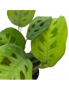 MARANTA LEUCONEURA 'KERCHOVEANA' Diam. vaso 8,5 cm 2