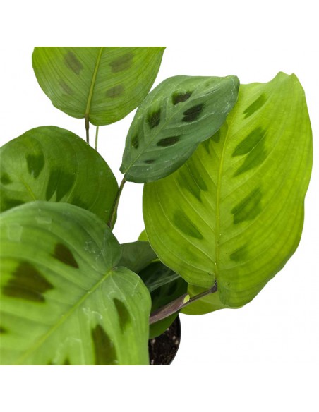 MARANTA LEUCONEURA 'KERCHOVEANA' Diam. vaso 8,5 cm
