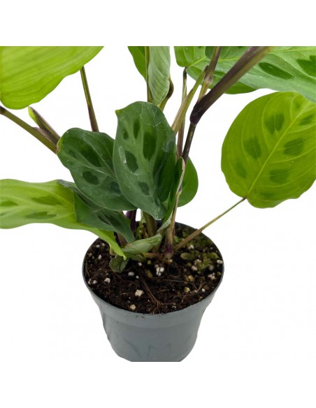 MARANTA LEUCONEURA 'KERCHOVEANA' Diam. vaso 8,5 cm