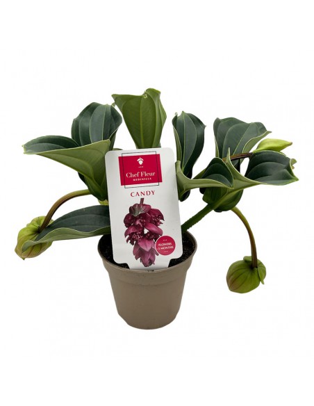 MEDINILLA "CANDY" PICCOLINI Vaso diametro 14 Cm
