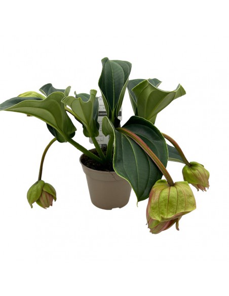 MEDINILLA "CANDY" PICCOLINI Vaso diametro 14 Cm