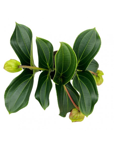 MEDINILLA "CANDY" PICCOLINI Vaso diametro 14 Cm