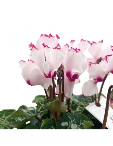CICLAMINO "ABSOL METIS VICTORIA" diametro vaso 13 cm