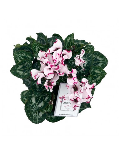 CICLAMINO "ABSOL METIS VICTORIA" diametro vaso 13 cm