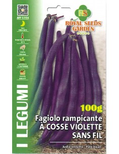 SEMI FAGIOLO RAMPICANTE A COSSE VIOLETTE SANS FIL