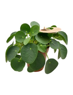 PILEA PEPEROMOIDES "Pianta della Moneta" Vaso 15 cm
